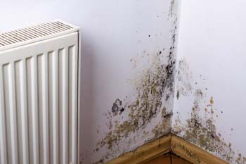 Problems with mould and mildew